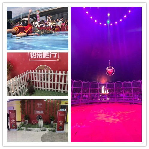 清远市萌宠展租赁服务推荐 鸿飞礼仪庆典专业解决方案